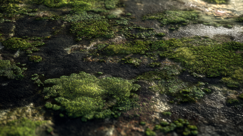 Moss Removal Expert in Portland OR